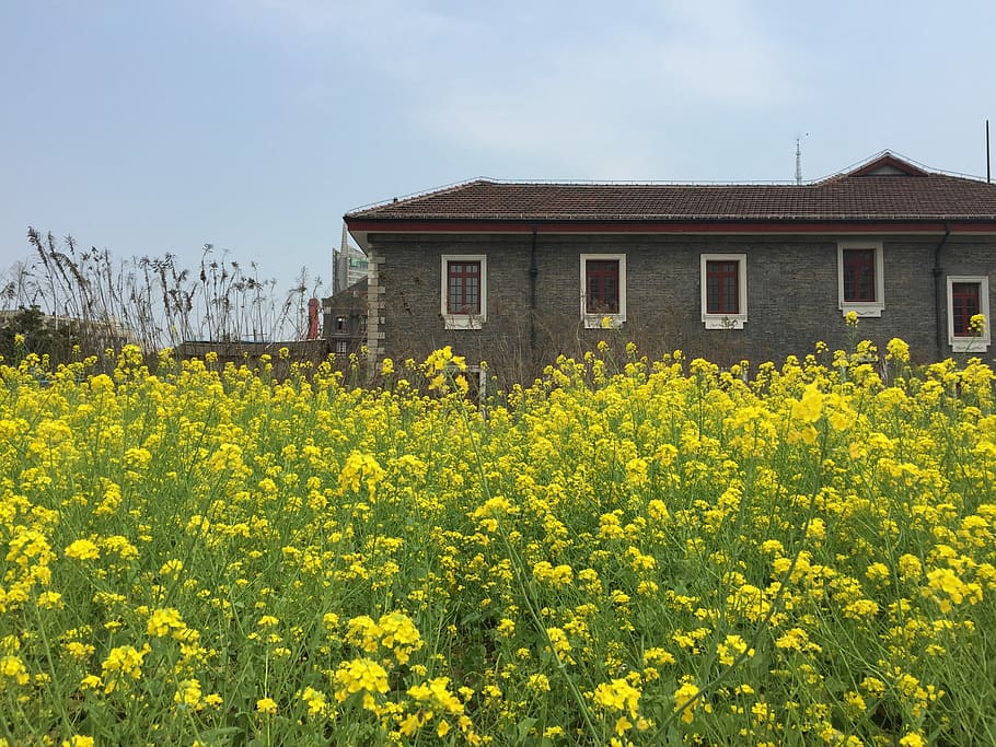 Rape, Small House, Views, flower, yellow, oilseed rape, agriculture HD wallpaper