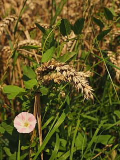 Wheat, Field, Spike, Cereals, Grain, bindweed, flower, blossom HD wallpaper