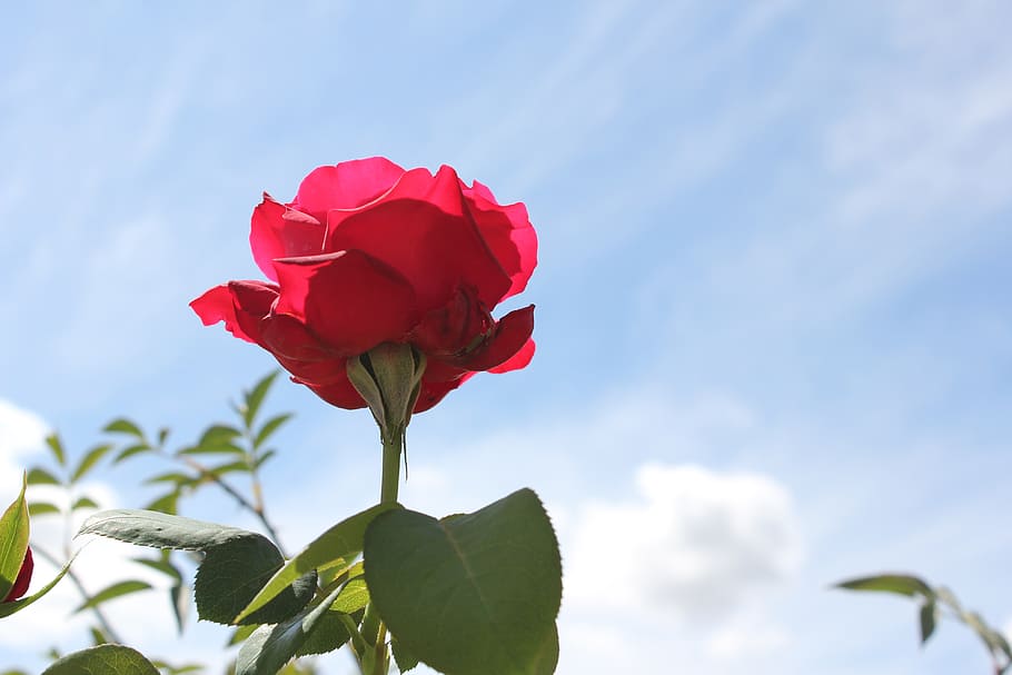rosa, flower, spring, nature, flowering plant, fragility, vulnerability HD wallpaper