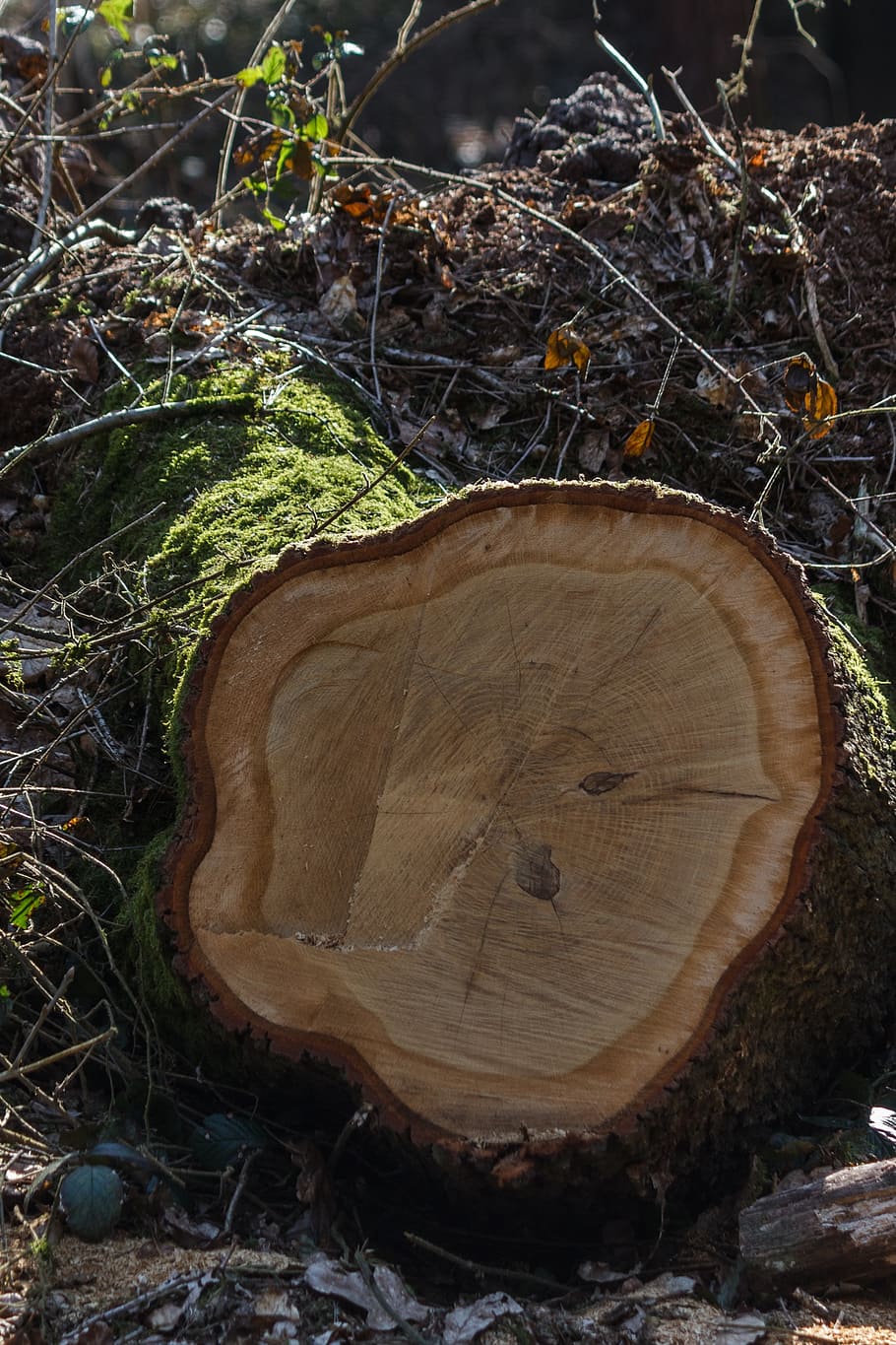 log, moss, nature, forest, tree, land, deforestation, bark HD wallpaper