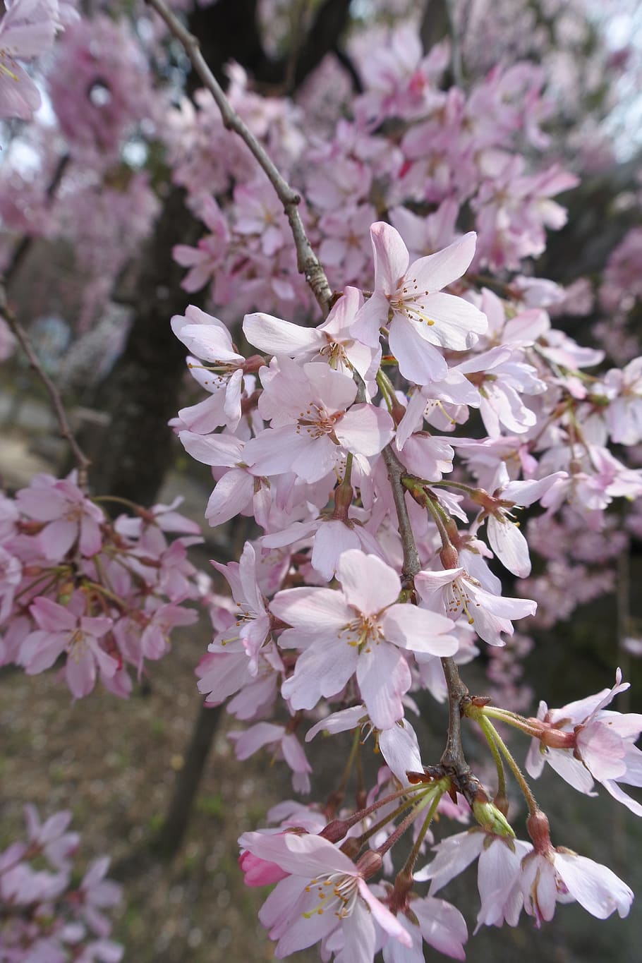Spring, Cherry, Flowers, Sun, Sunbeams, wakayama castle, cherry blossom viewing HD wallpaper