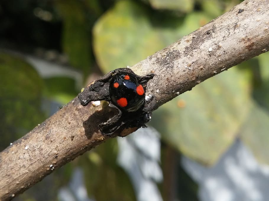 Ladybug, Nature, Beetle, Animal, Insect, outdoors, no people HD wallpaper