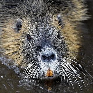 Nutria, Rat, Water, Tooth, Eyes, Fur, rodent, coypu, water rat HD wallpaper