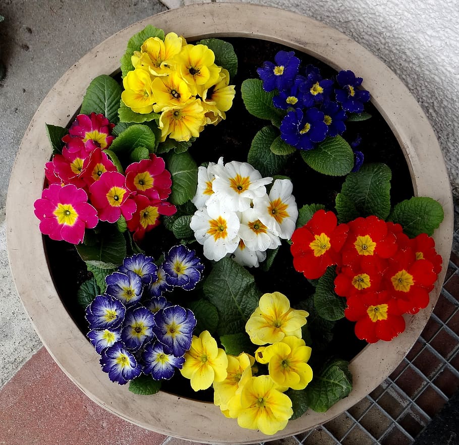 primrose, shell, colorful, spring, flowering plant, vulnerability HD wallpaper