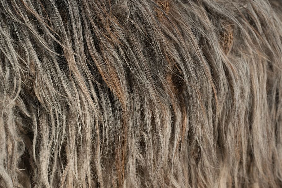 Wool, Nature, Heidschnucke, grey, structure, close, woolly HD wallpaper