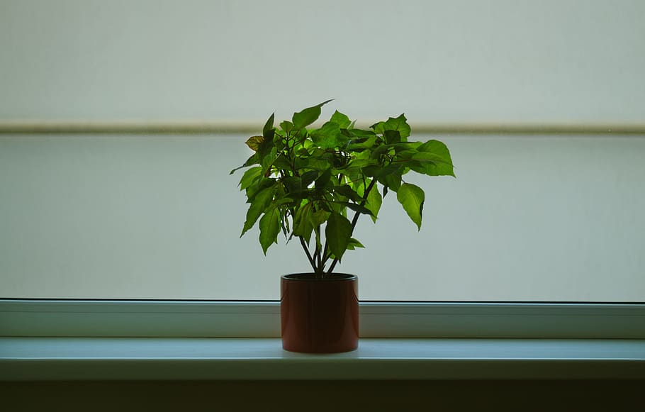 green, plant, pot, interior, leaf, plant part, green color HD wallpaper