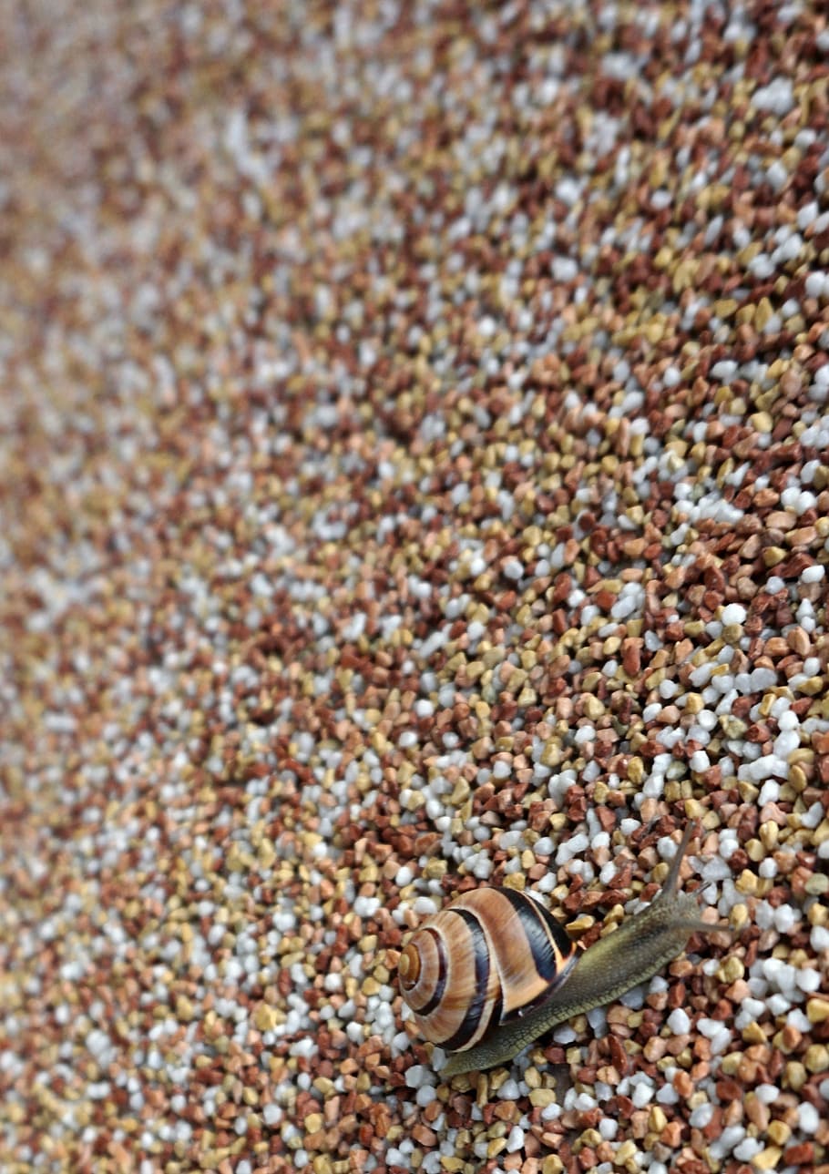 snail, shell, crawl, mollusk, close, slowly, nature, sand, land HD wallpaper