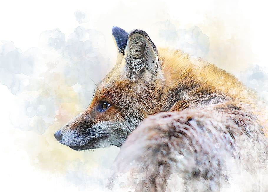 wildlife photography of brown fox, beast, predator, redhead HD wallpaper