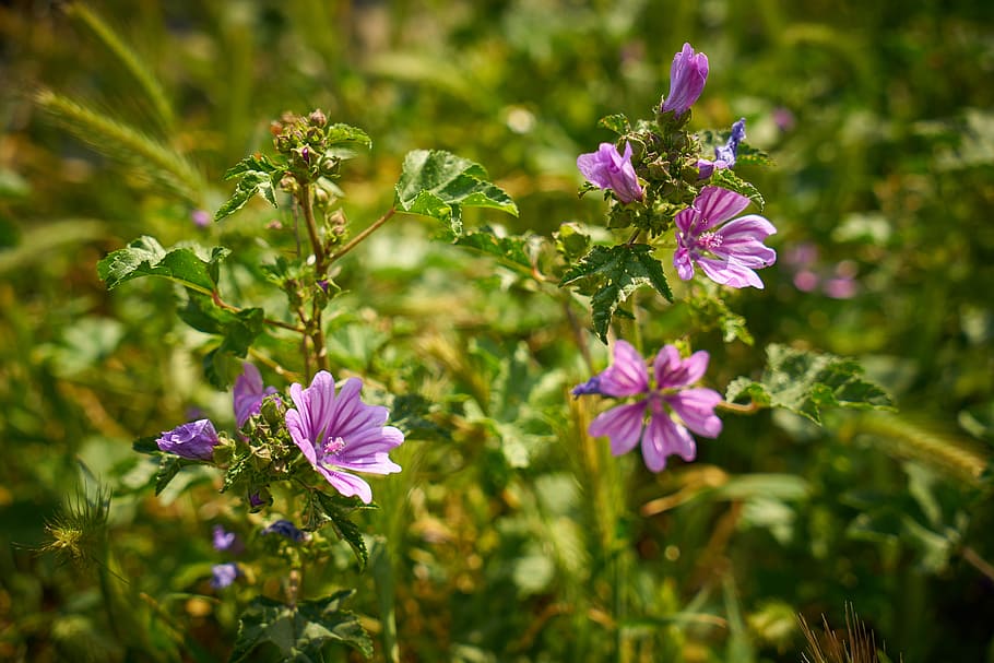 flower, purple, spring, spring flowers, plant, macro, garden HD wallpaper