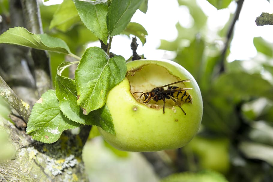 insect, apple, close up, wasp, invertebrate, plant, animal themes HD wallpaper