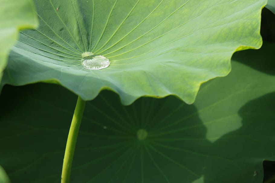 kite, lotus leaf, nature, trickle, pond plants, abstract, plant part HD wallpaper