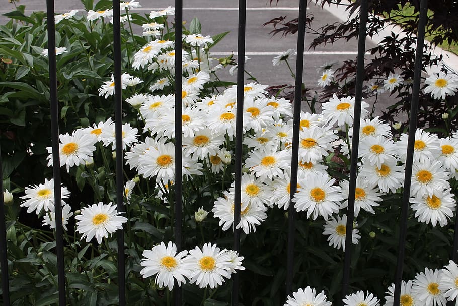 daisy, flower, white, summer, flowering plant, vulnerability HD wallpaper