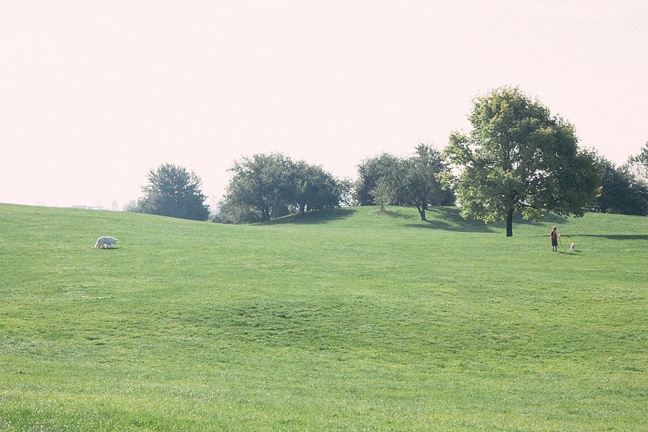 Walking the dogs in park, landscape, nature, grass, agriculture HD wallpaper