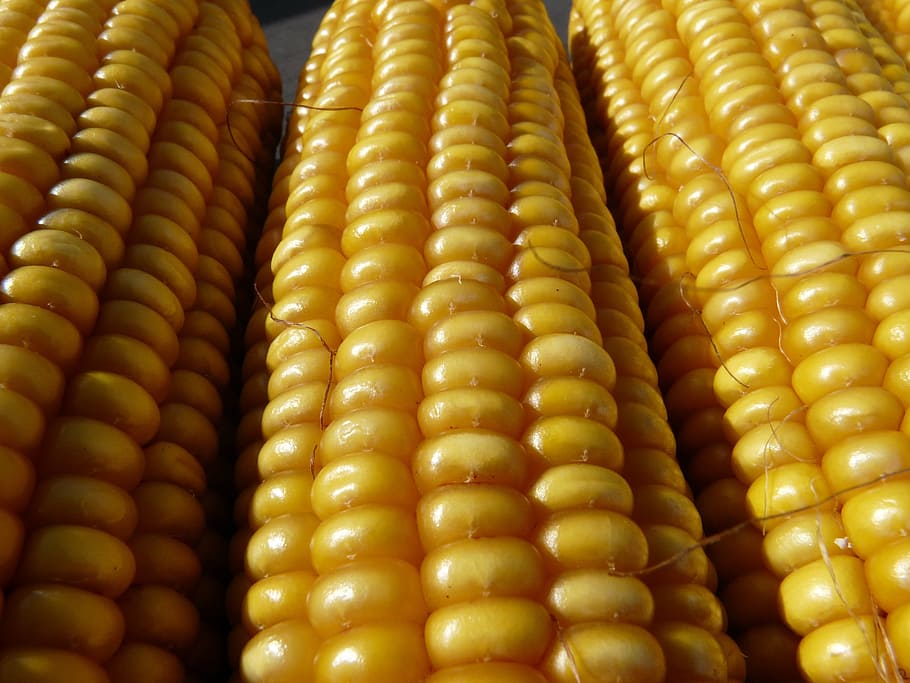 Corn On The Cob, Corn Kernels, plant, yellow, golden, gaudy HD wallpaper