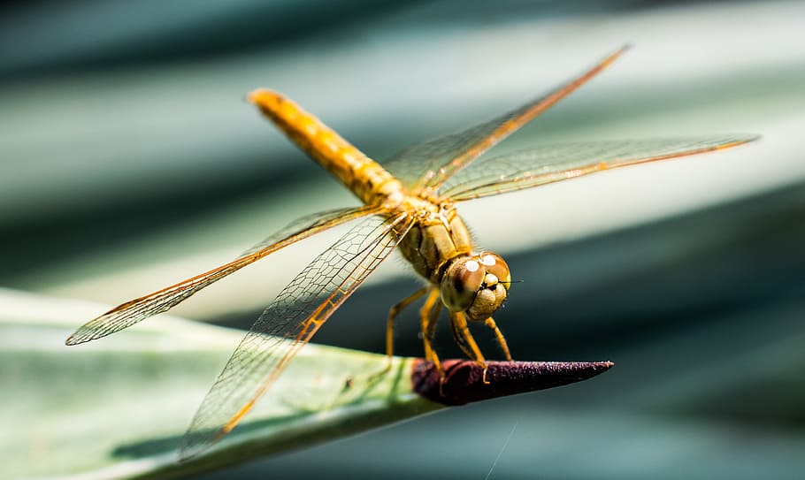 dragonfly, insect, animal, close, wing, chitin, animal themes HD wallpaper