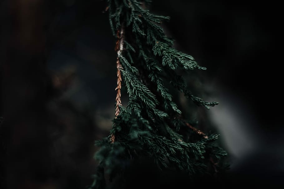 shallow focus photography of tree, selective focus photo of pine tree leaf HD wallpaper