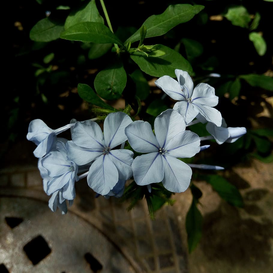 blue, flower, blue flower, spring, plant, flowering plant, beauty in nature HD wallpaper
