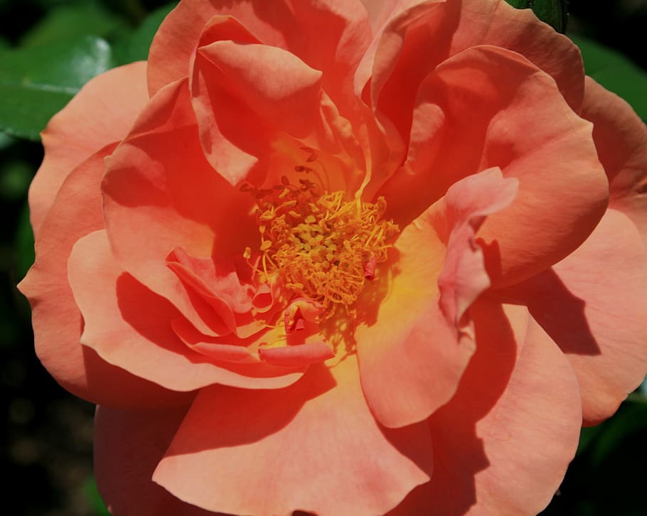 rose, bloom, bud, flower, apricot, pink-orange, petals, soft HD wallpaper