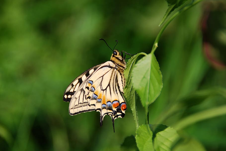 butterfly, bug, insect, nature, animal, wing, wildlife, natural HD wallpaper