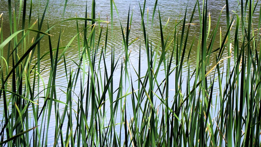 lake, george, grass, tall, water, reflection, serene, landscape, HD wallpaper