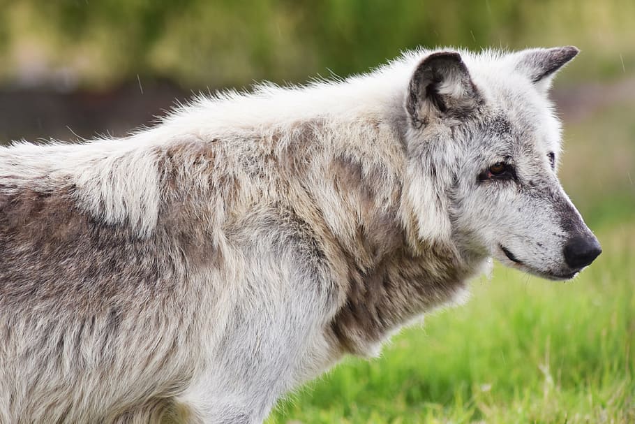 selective focus photo of ray wolf on grass field, canadian timber wolf, HD wallpaper