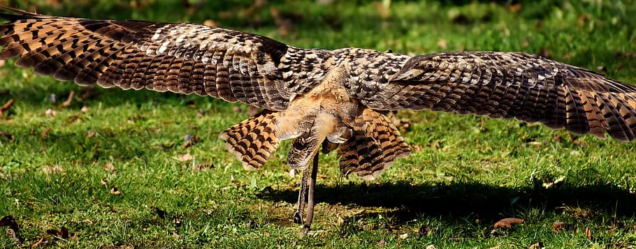 brown eagle, owl, flight, fly, bird, feather, cute, plumage HD wallpaper