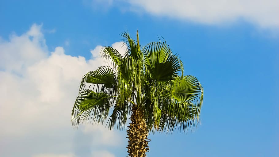 Palm Tree, Nature, Summer, Tree, sky, clouds, blue, palm leaf HD wallpaper