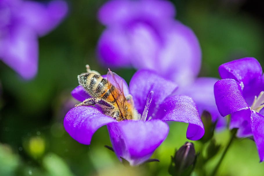 bee, insect, close, macro, flower, nectar, honey, plant, purple HD wallpaper