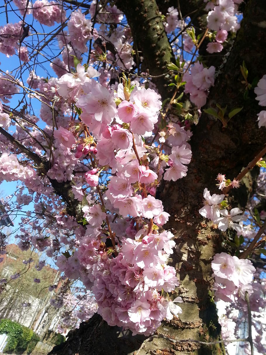 cherry blossoms, spring, pink, flowering plant, fragility, vulnerability HD wallpaper