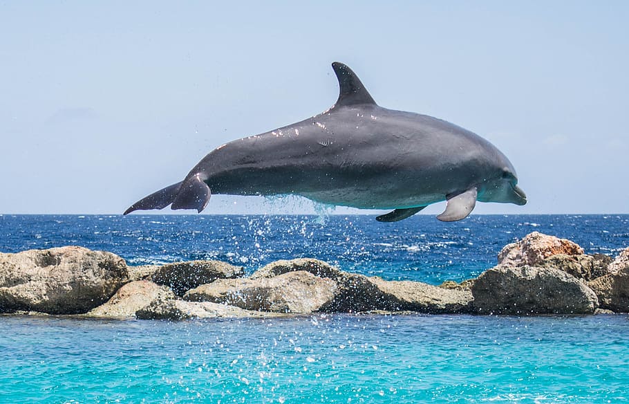 jumping gray dolphin on body of water at daytime, aquarium, fish, HD wallpaper