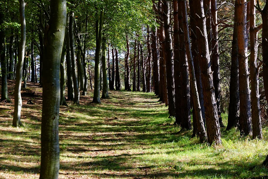 empty dirt road in the middle of forest during day, woods, trees HD wallpaper
