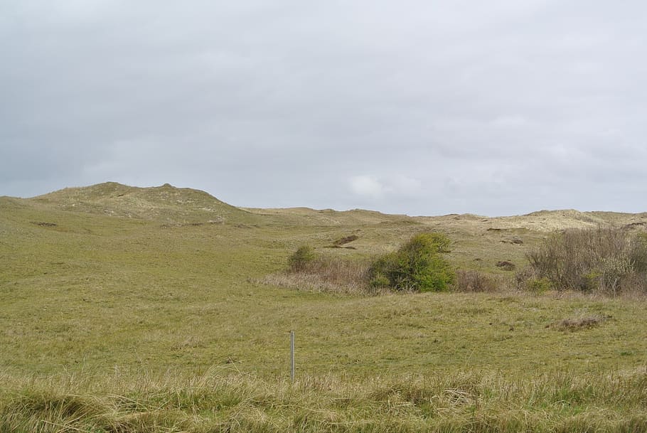 texel, dunes, meadow, landscape, holiday, sea, north sea, grass HD wallpaper