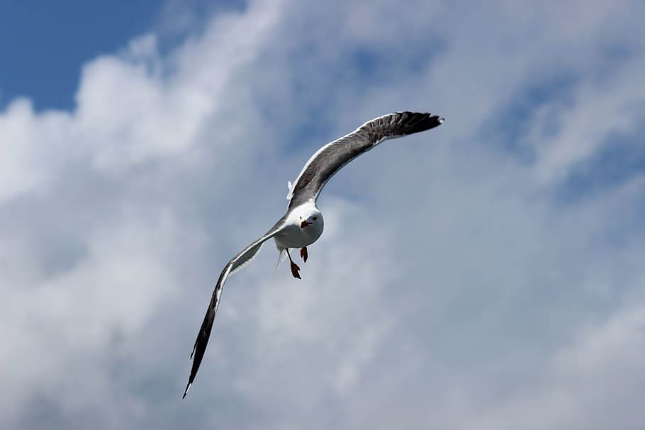 seagull-west-frisian-air.jpg