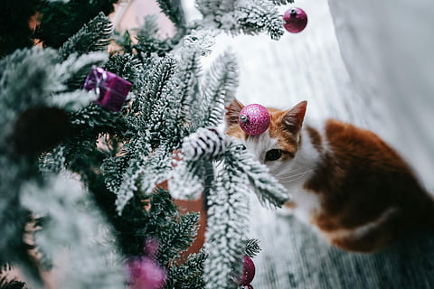 Christmas tree decorations, Christmas balls, xmas, snow, winter HD wallpaper