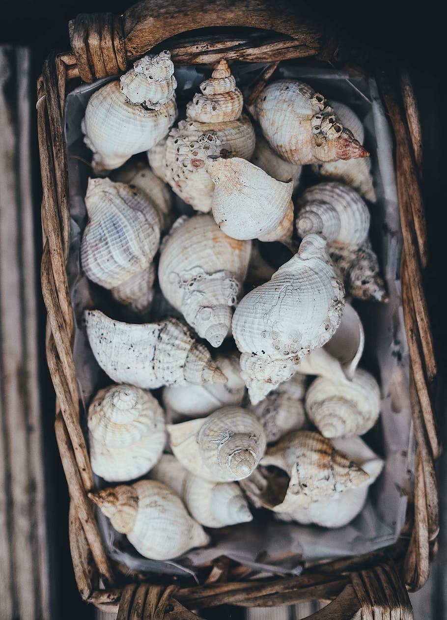 top view photography of seashells on basket, collection, decor HD wallpaper