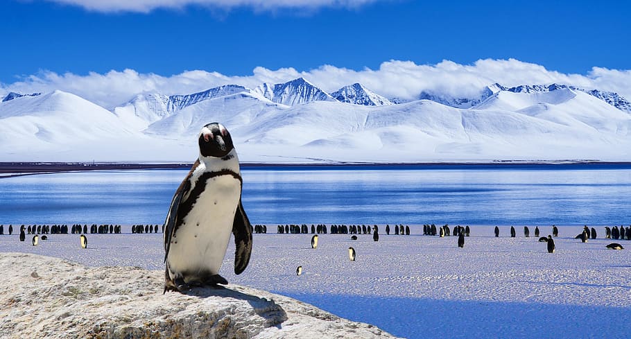 white penguin standing on stone during daytime, ice, cold, winter