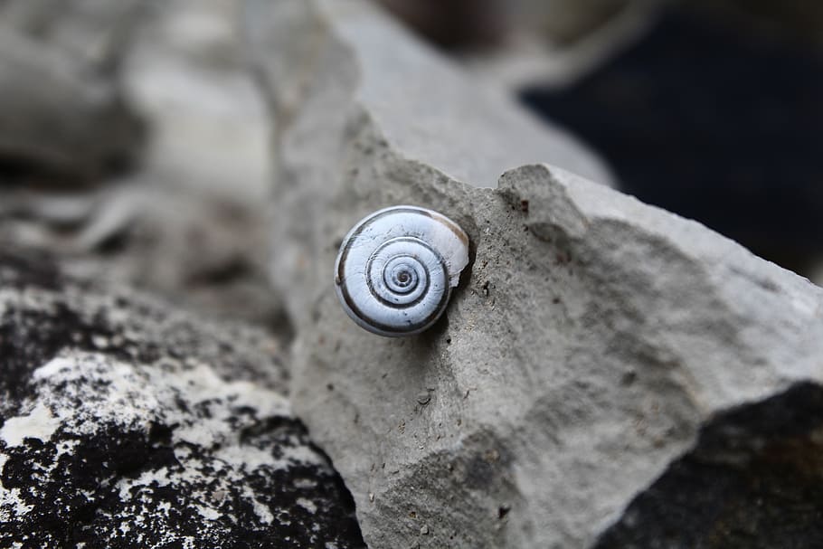 snail, stone, spiral, shell, close, solid, mollusk, close-up HD wallpaper