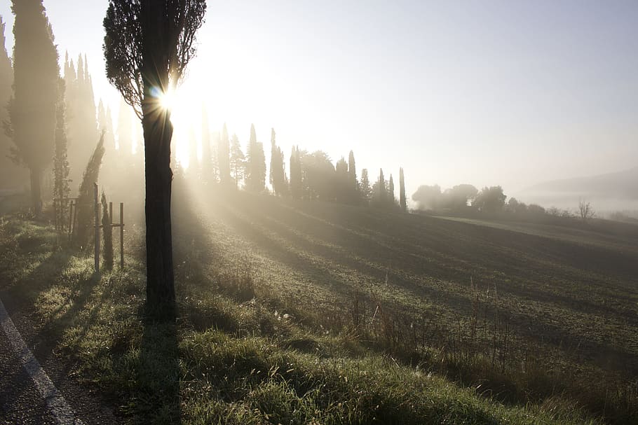 Pathway, Campaign, Cypress, Road, Fog, sunset, dawn, so, high HD wallpaper