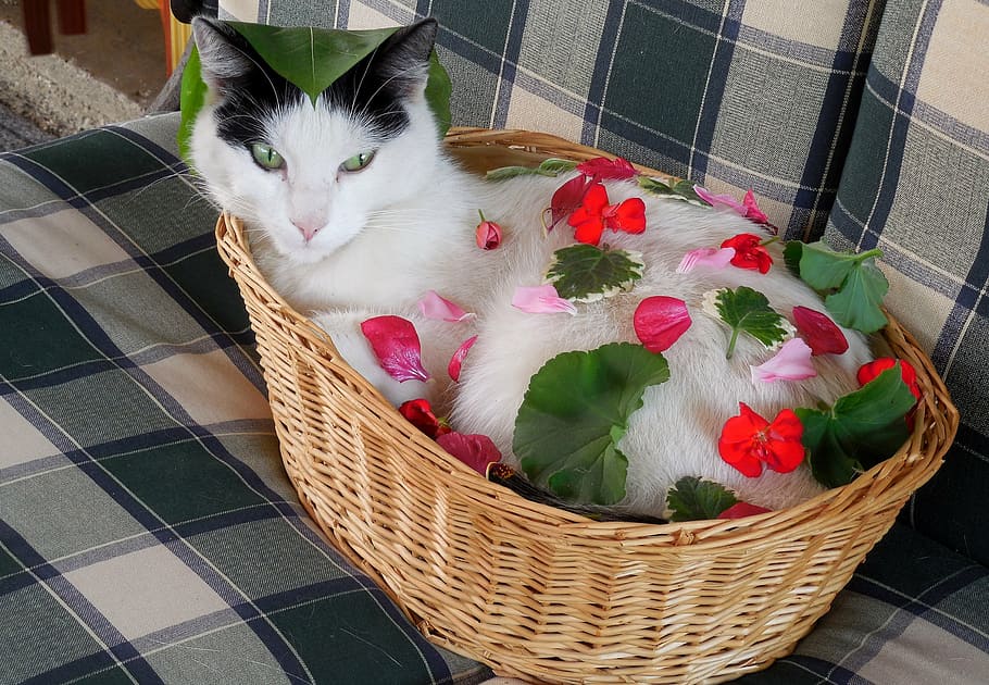 cat, flowers, deco, bascket, pets, animal, cute, basket, domestic HD wallpaper