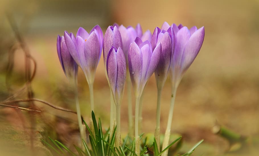 selective focus photo of purple petaled flower, crocus, spring HD wallpaper