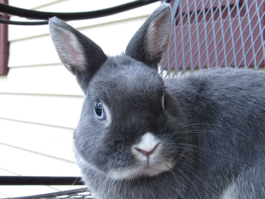 gray and white rabbit close-up photo, bunny, netherland, dwarf