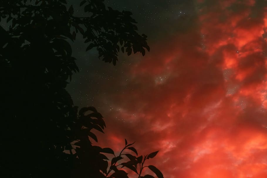 red, sky, dawn, dusk, sunset, tree, nature, no people, night HD wallpaper