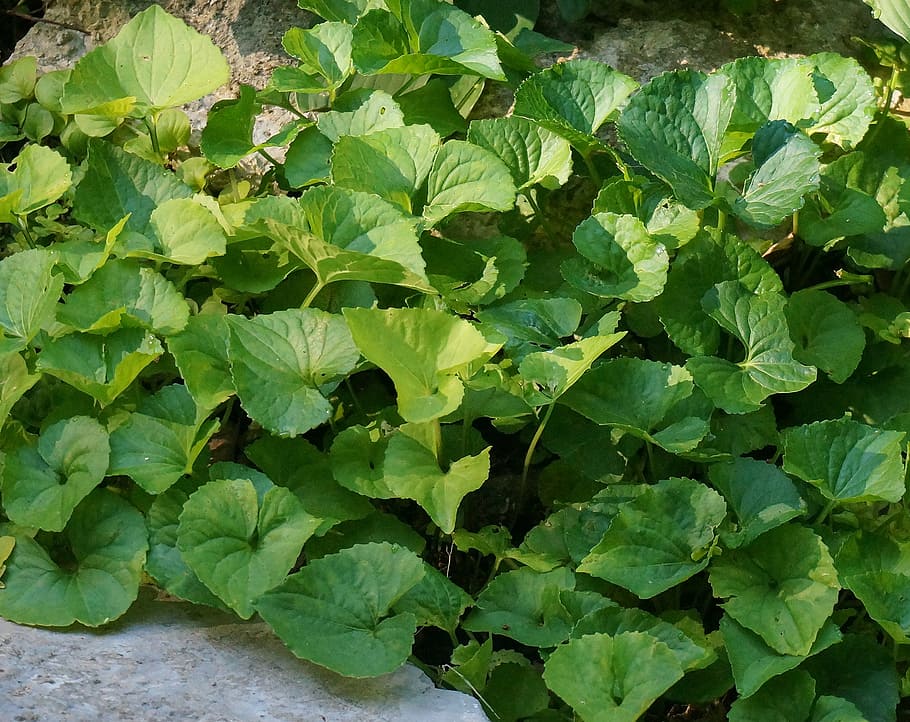 garden violets, leaves, leaf, green, nature, agriculture, plant HD wallpaper