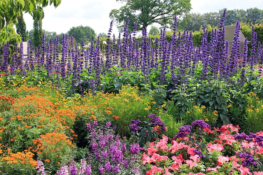 purple lavender plant field across green trees, flowers, bed HD wallpaper