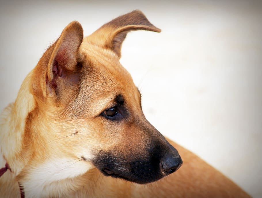 closeup view of short-coated tan dog, cute, grass, pet, collar HD wallpaper
