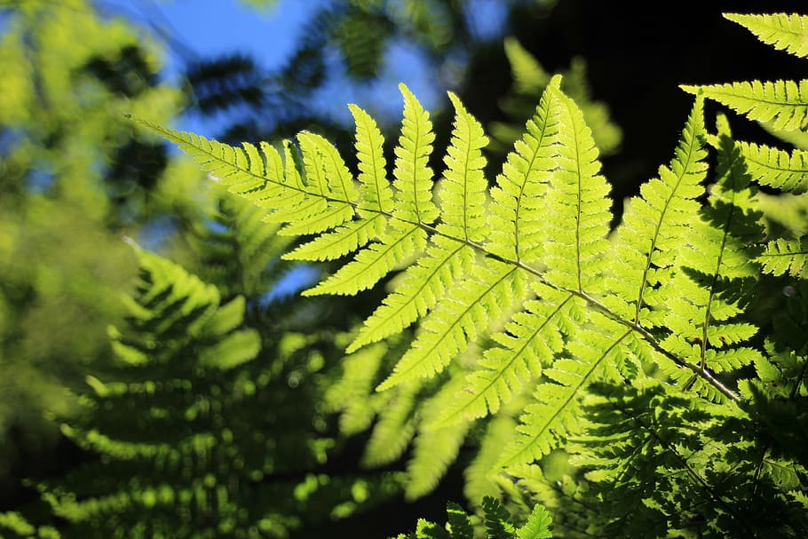 fern, green, back light, plant, nature, forest, leaf fern, fern plant, HD wallpaper