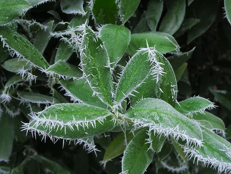 Cold, Cherry Laurel, eiskristalle, winter magic, frosty, frozen HD wallpaper