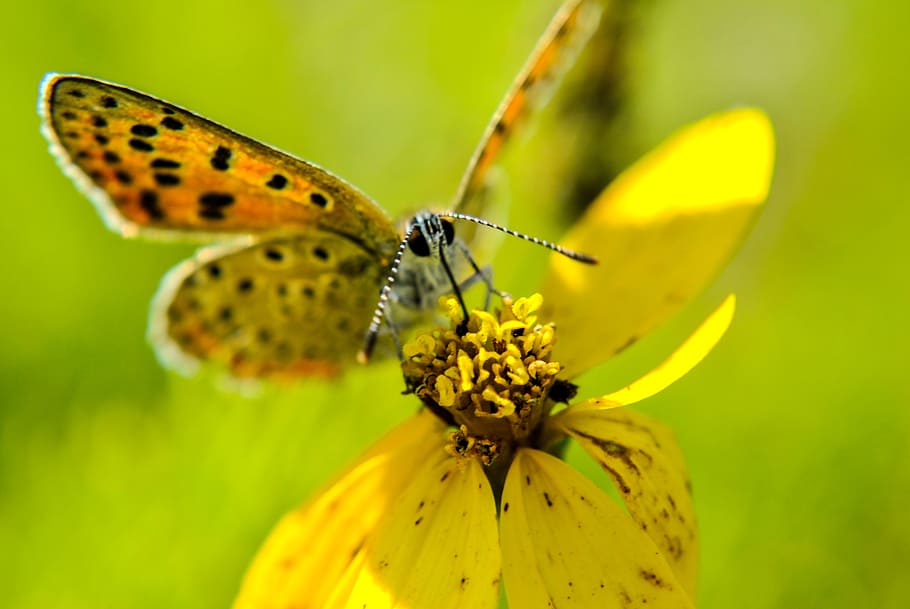 flower, plant, spring, summer, butterfly, wings, flowers, butterflies HD wallpaper