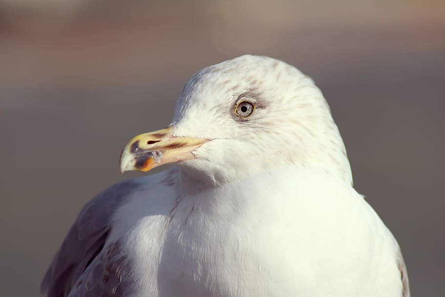 white bird, close-up photography of gull, seagull, animal, seabird HD wallpaper
