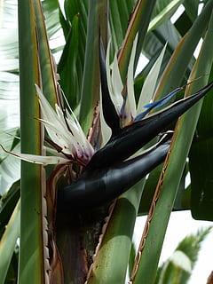 caudata, blossom, bloom, white, black, blue, tree caudata, strelitzia nicolai HD wallpaper